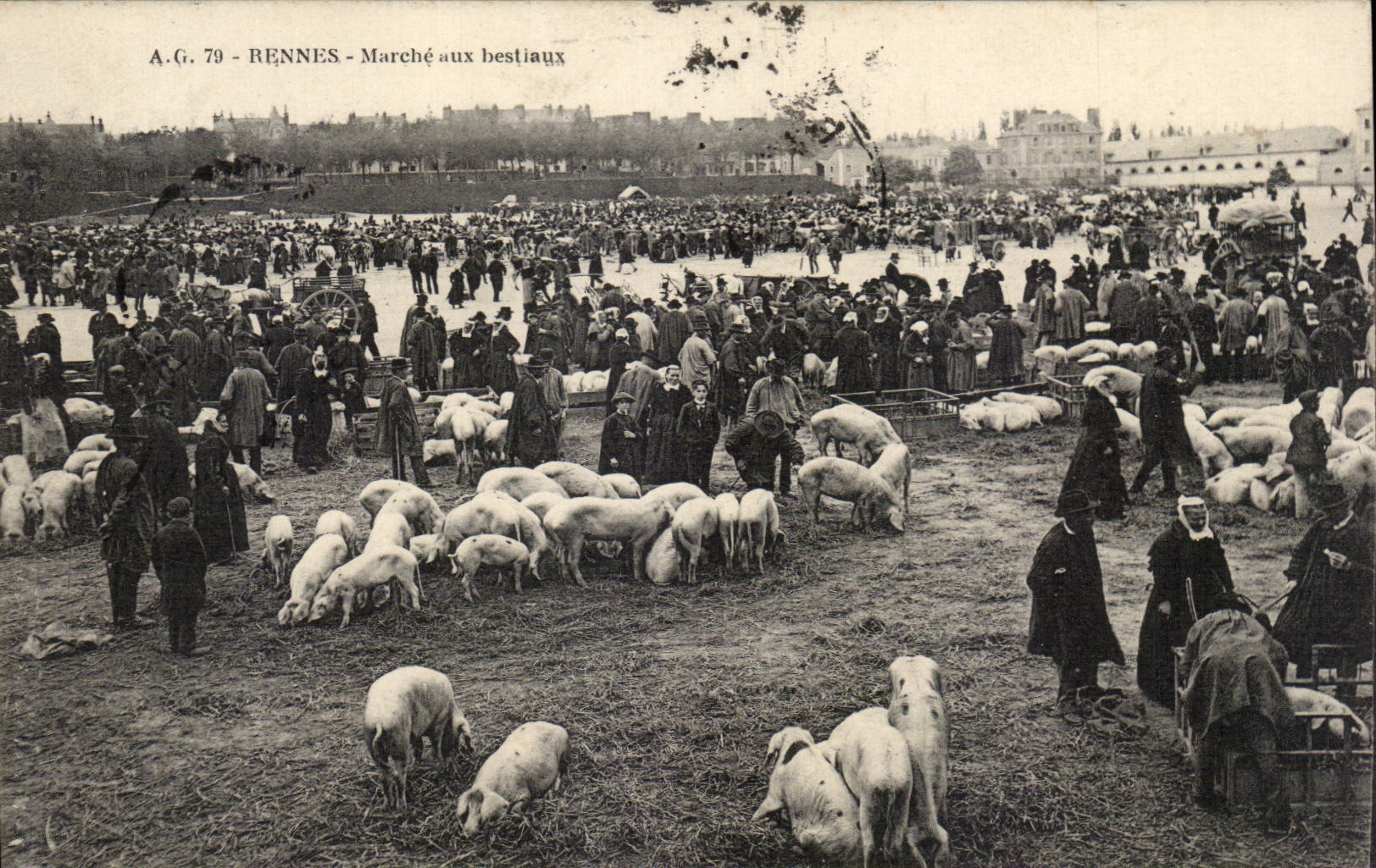 CPA Rennes Marche aux bestiaux Cochons Porcs TOP