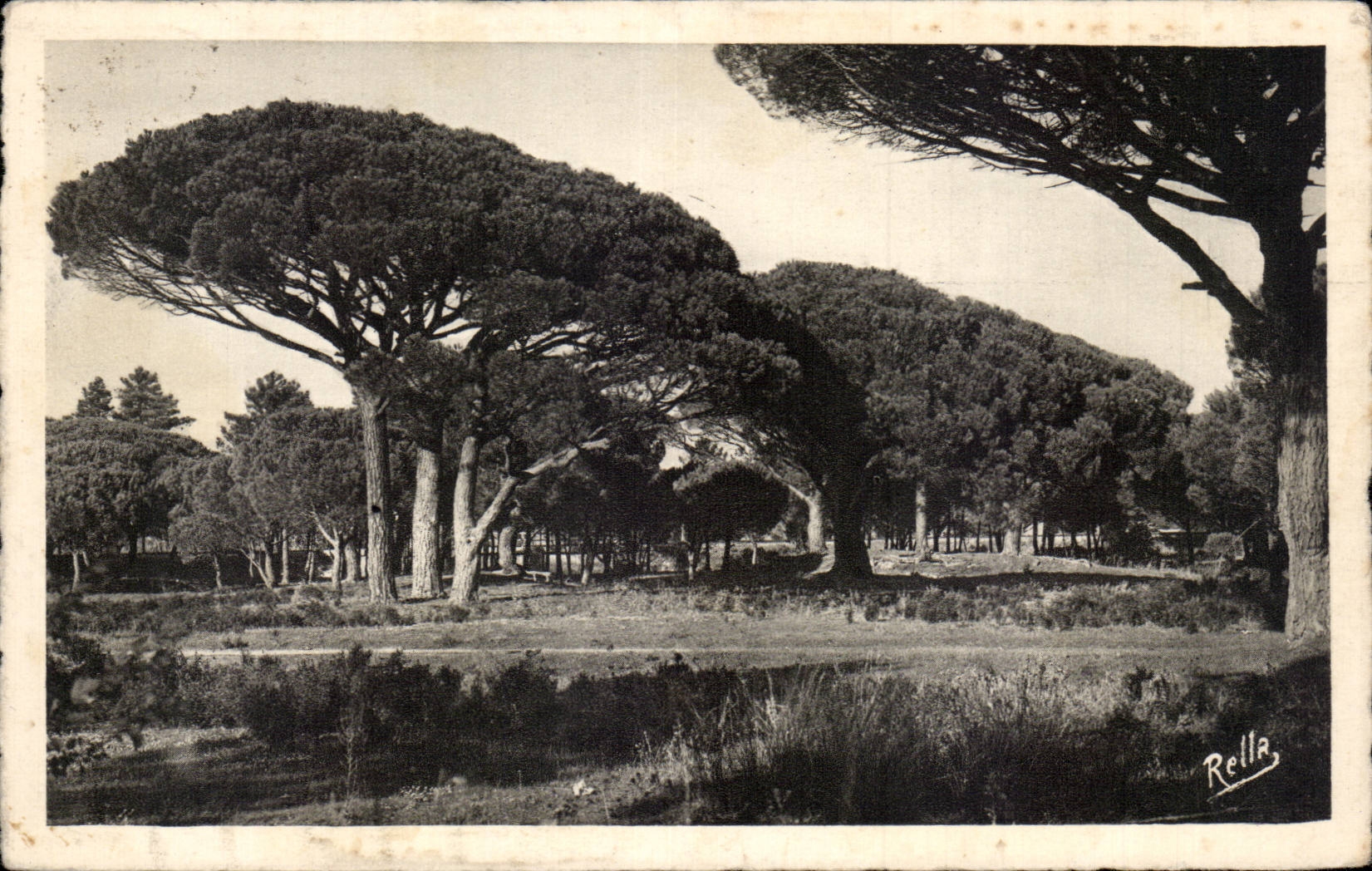 CPA Pins parasols de l Esterel 
