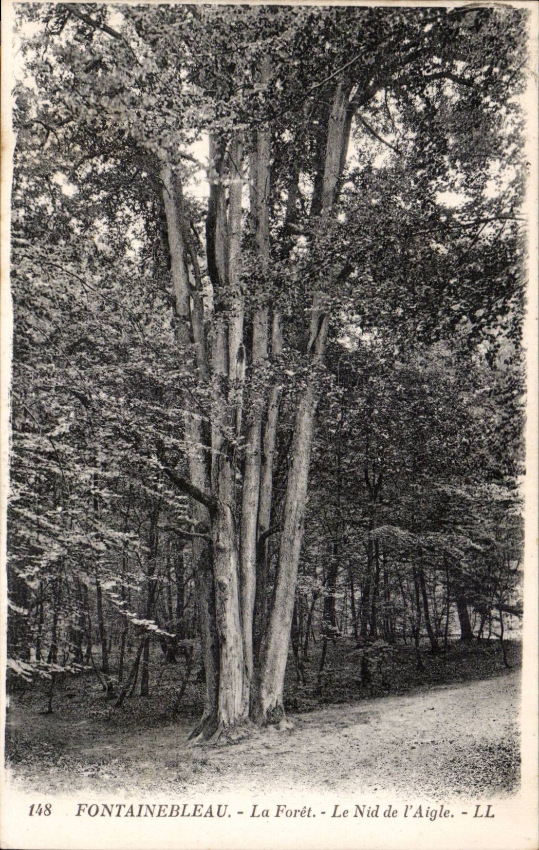 Fontainebleau - forest CPA