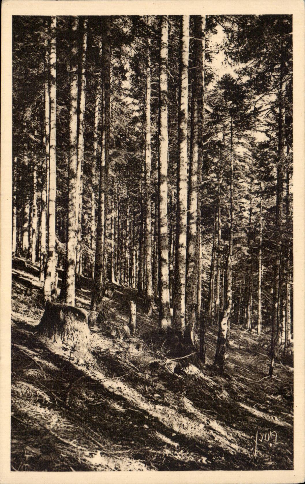 Luchon Super Bagneres - Splendid forest of fir trees - Soft France - CPA