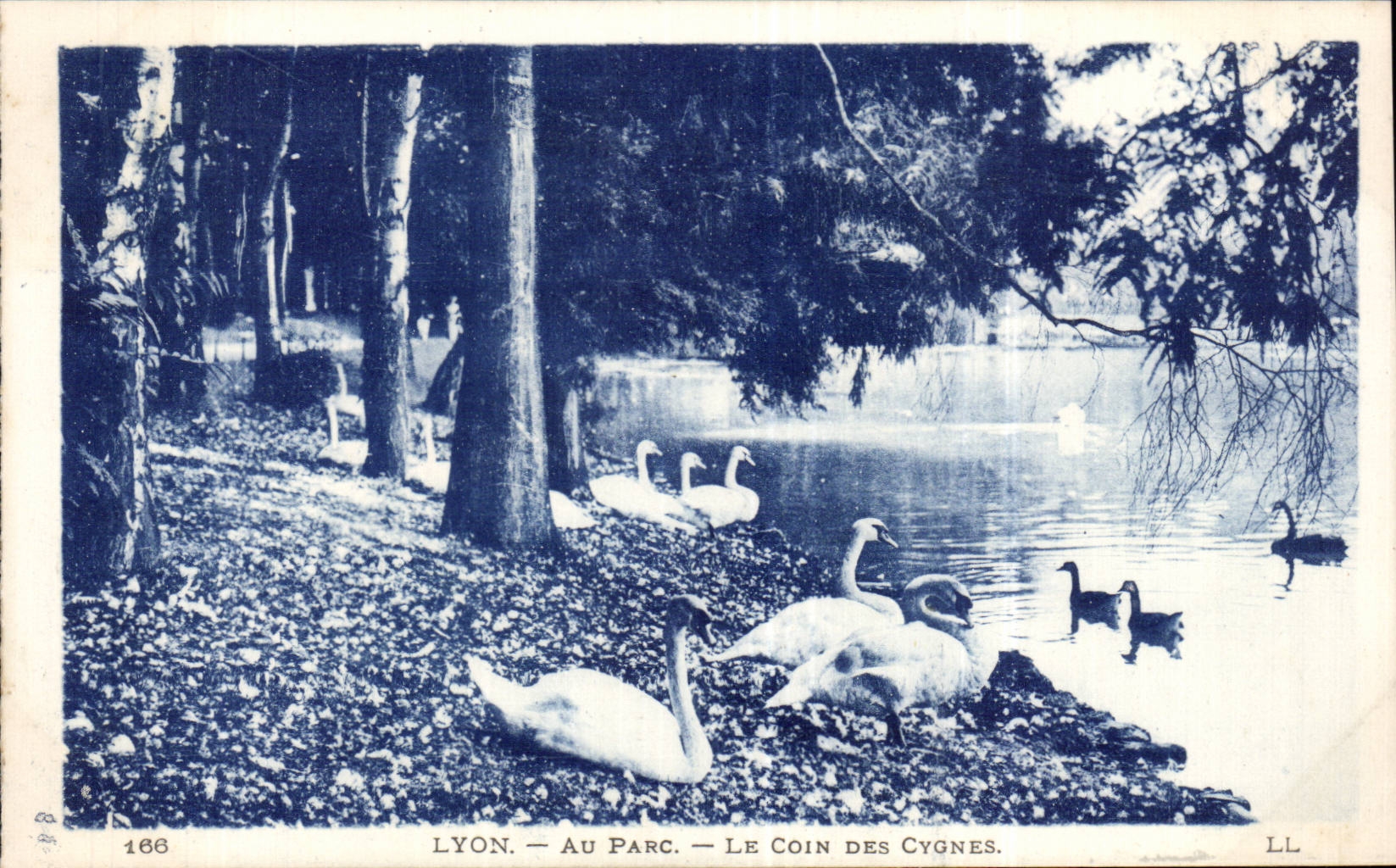 CPA Lyon with the park the corner of the swans