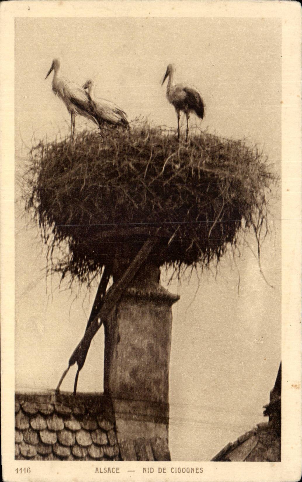 CPA Alsace Nest of storks