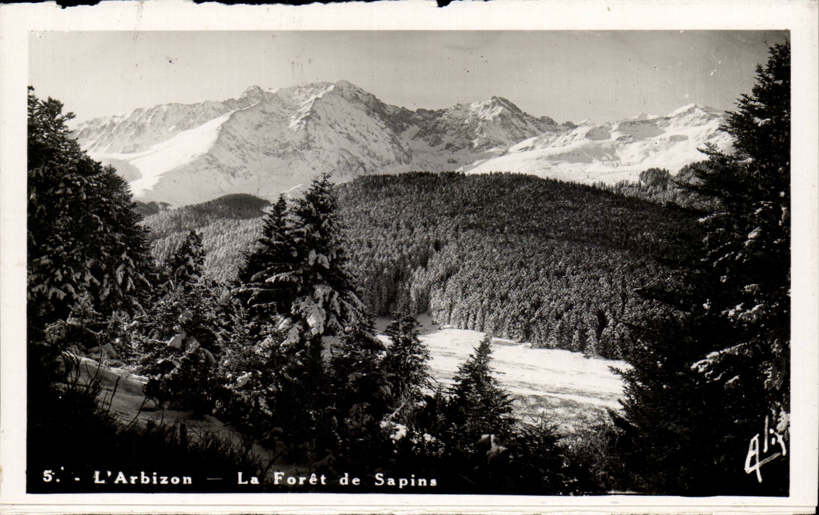 CPA Arbison the forest of fir trees