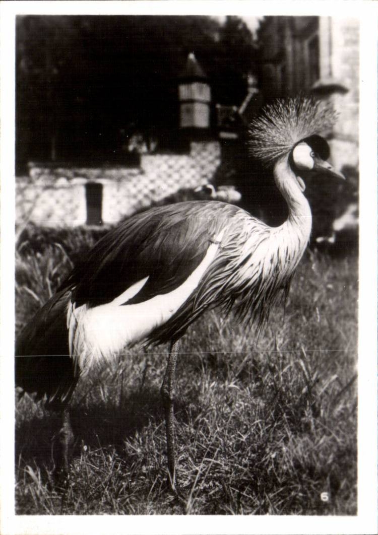 CPSM By zoological Cleres zoo