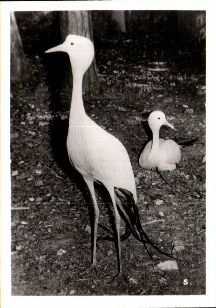 CPSM By zoological Cleres zoo