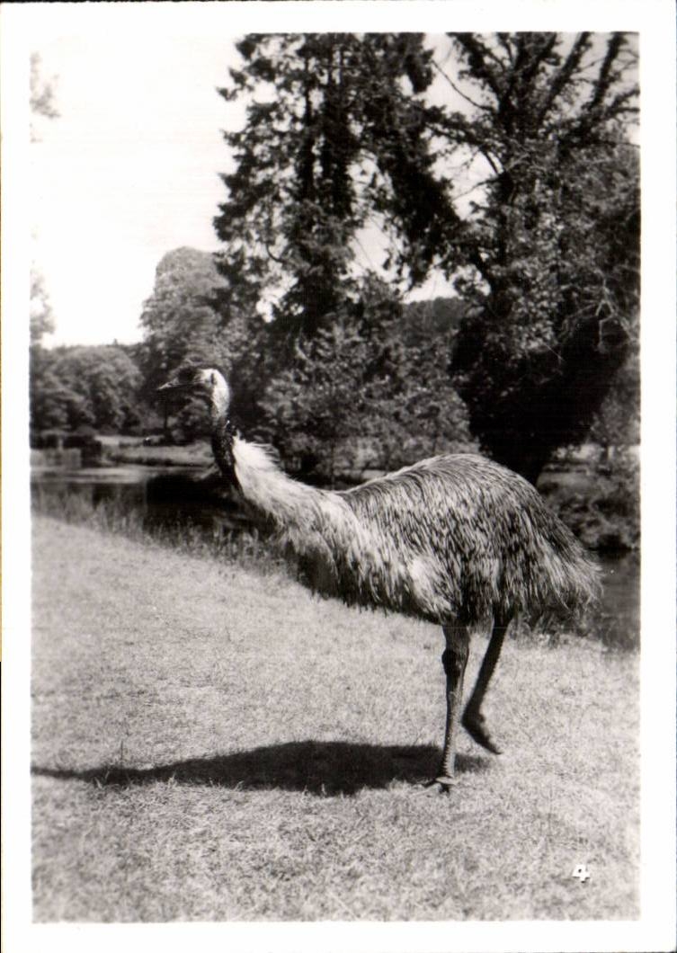 CPSM By zoological Cleres zoo