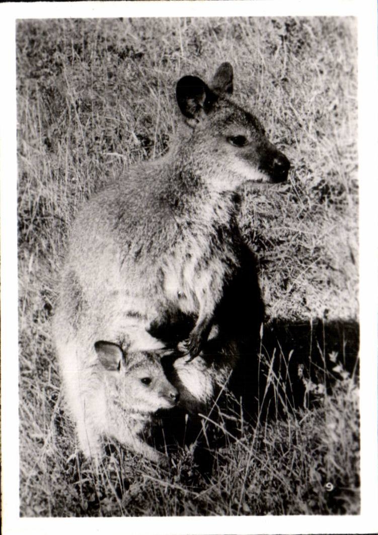 CPSM By zoological Cleres zoo