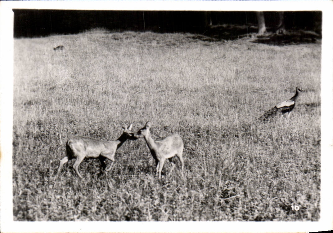 CPSM By zoological Cleres zoo