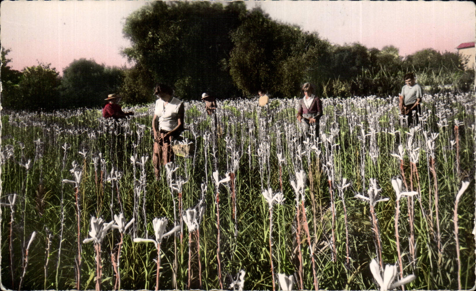 Reunion de los Tuberoses 1957 - CPA