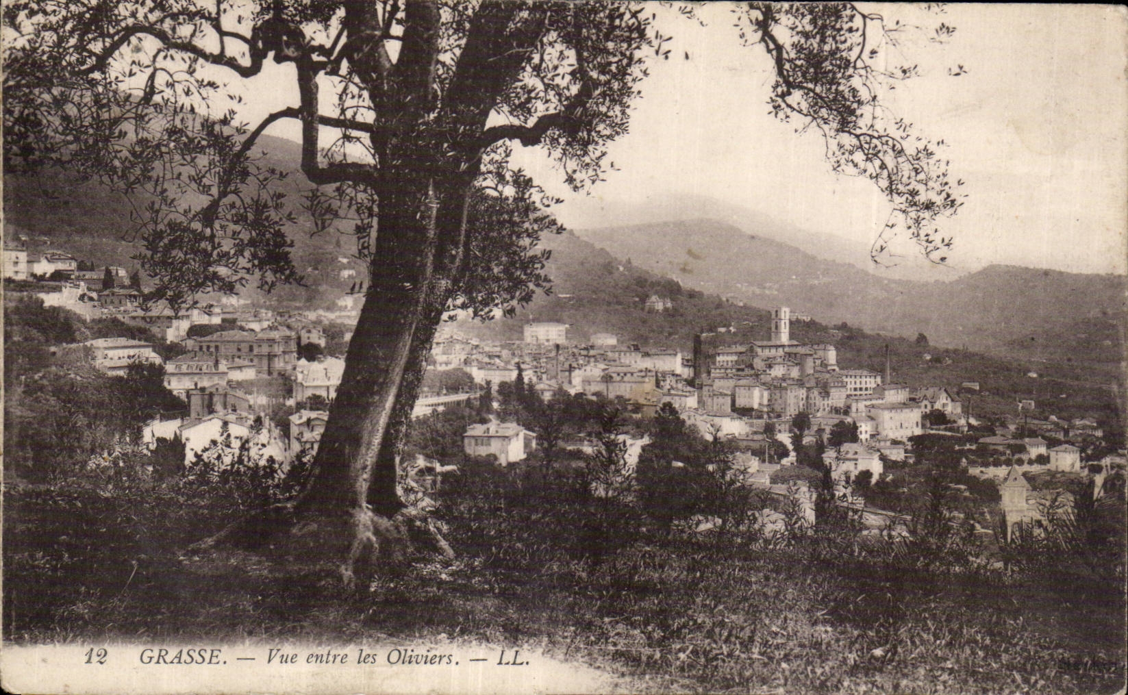 - La vista entra en los Aceituna-Arboles - CPA graso