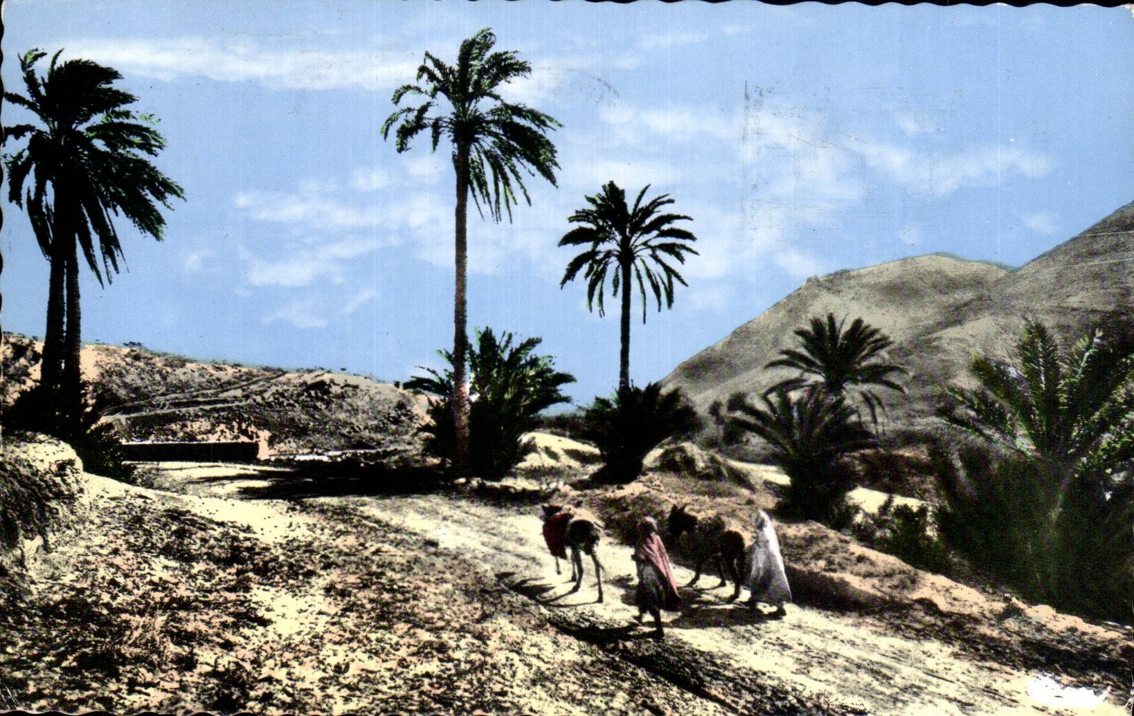 Africa - Arfrica - Southern Types of the Track - Camel - Camel - CPA