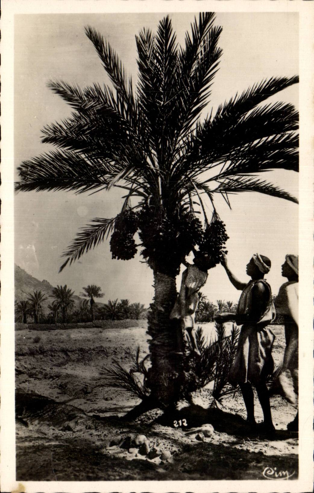 Africa - Arfrica - Southern Types - the Harvest of Dates in the South - CPA