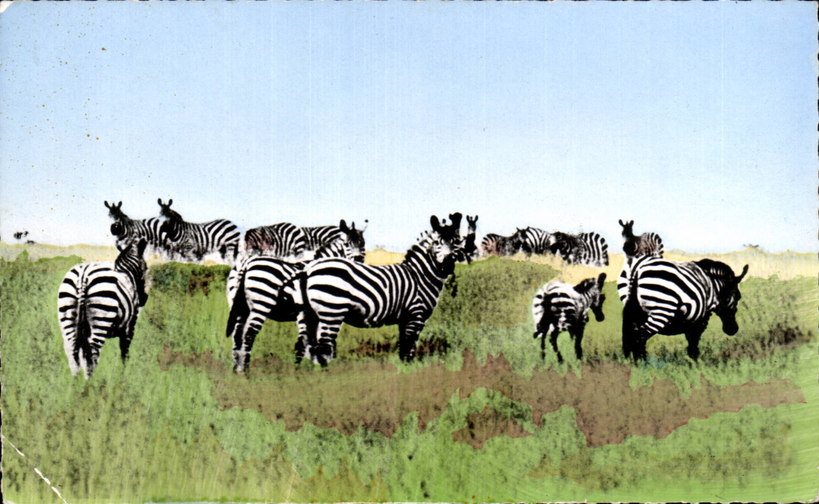Africa - Africa - African wildlife - Herd of Zebra - Streaked - CPA