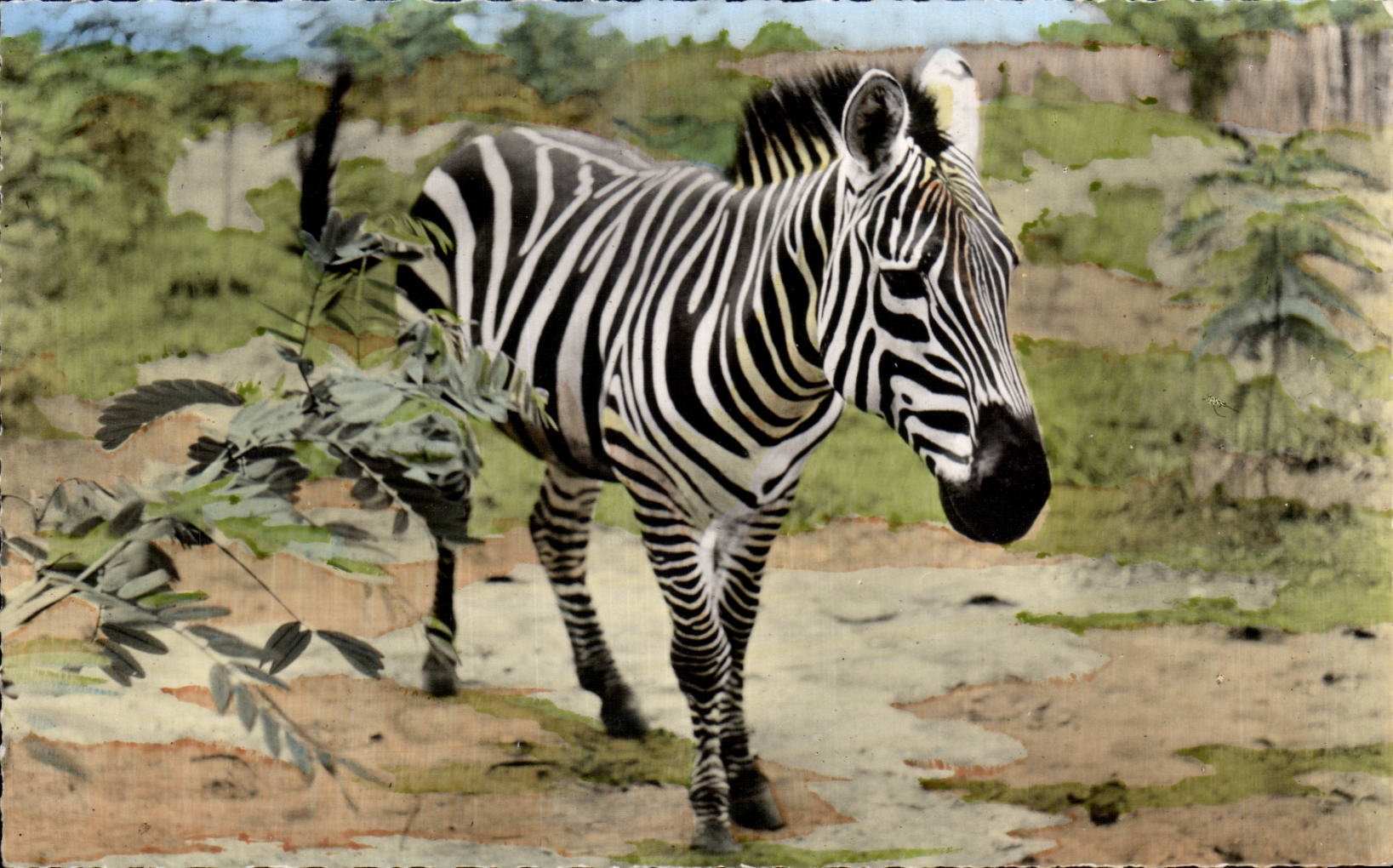 Africa - Africa - African wildlife - Zebra - Streaked - CPA