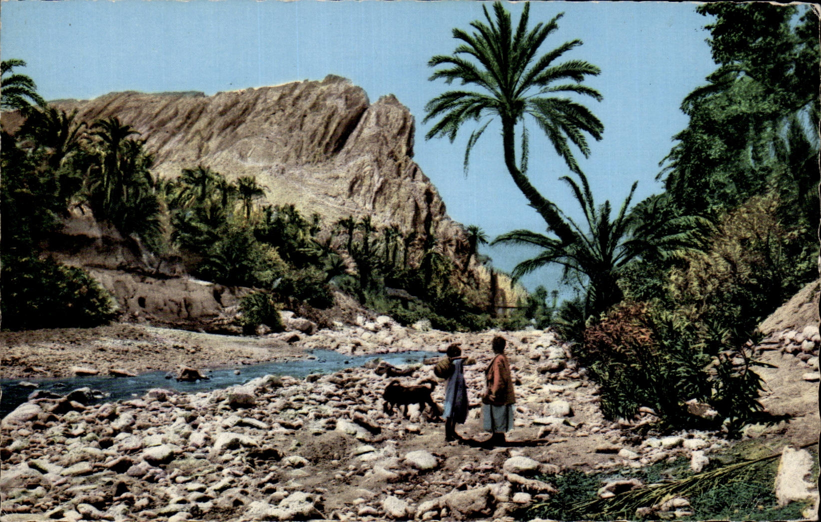 Afrique - Africa - Un Joli Coin de l Oued et de l Oasis - CPA