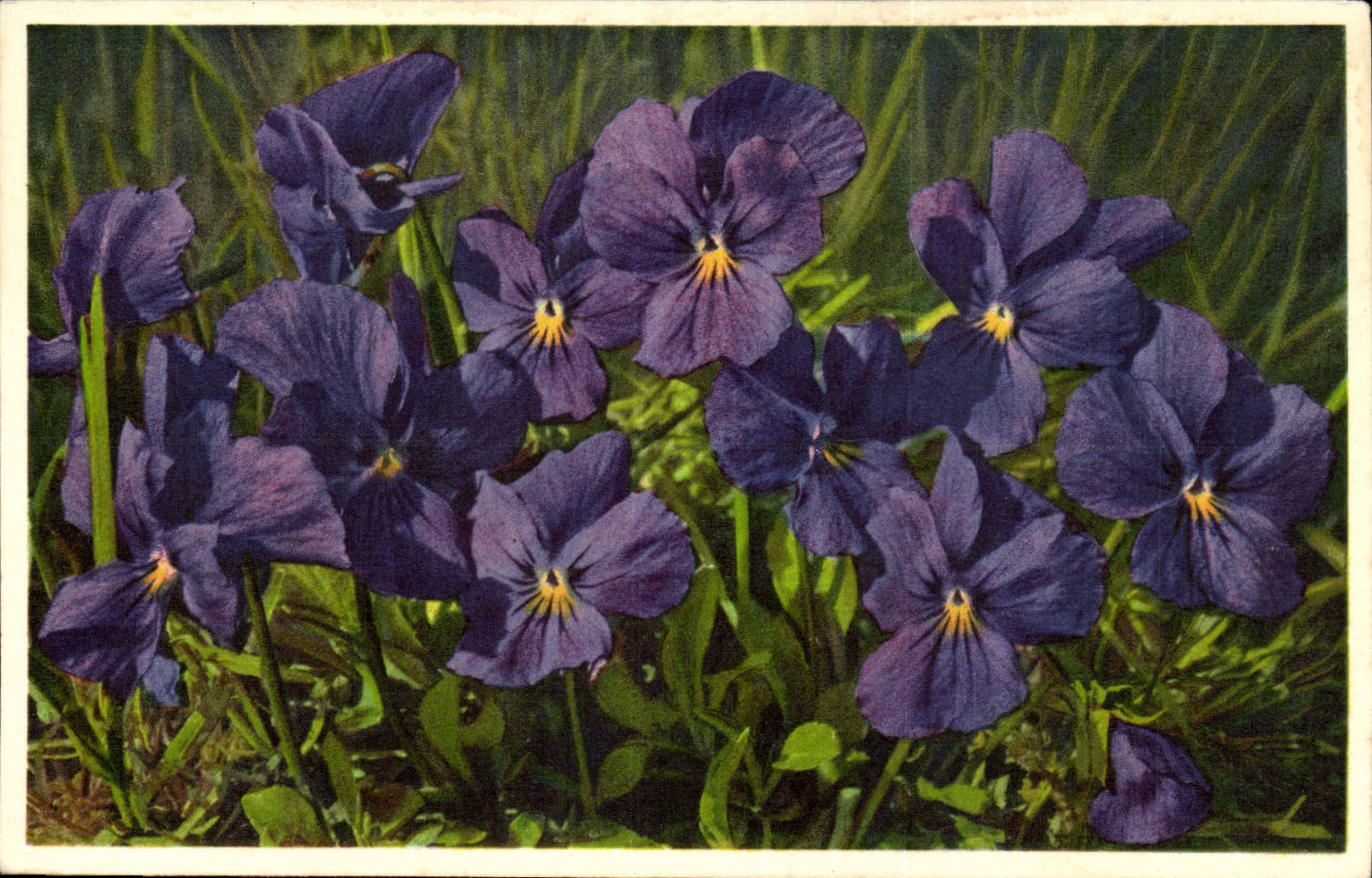 Fleurs Pensee des Alpes - Pansy - CPA 