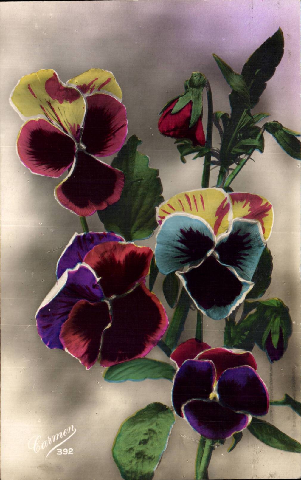 Fleurs Pensee - Pansy - CPA 