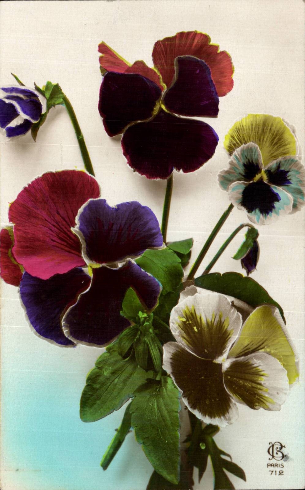 Fleurs Pensee - Pansy - CPA 