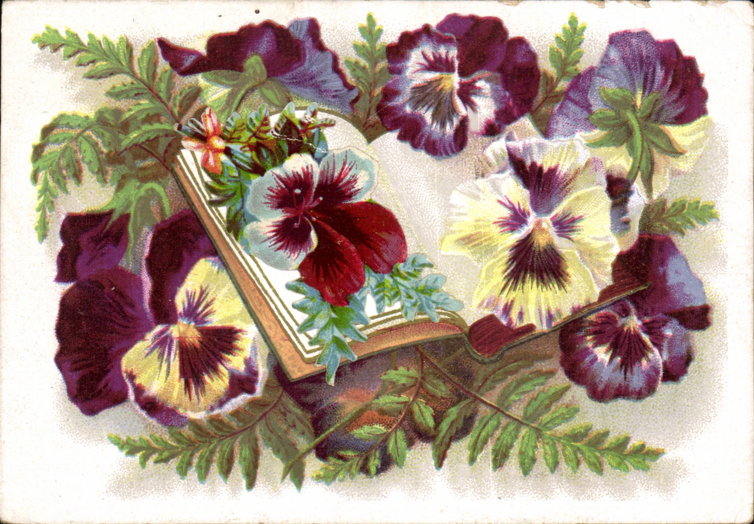 Fleurs Pensee - Pansy - CPA 