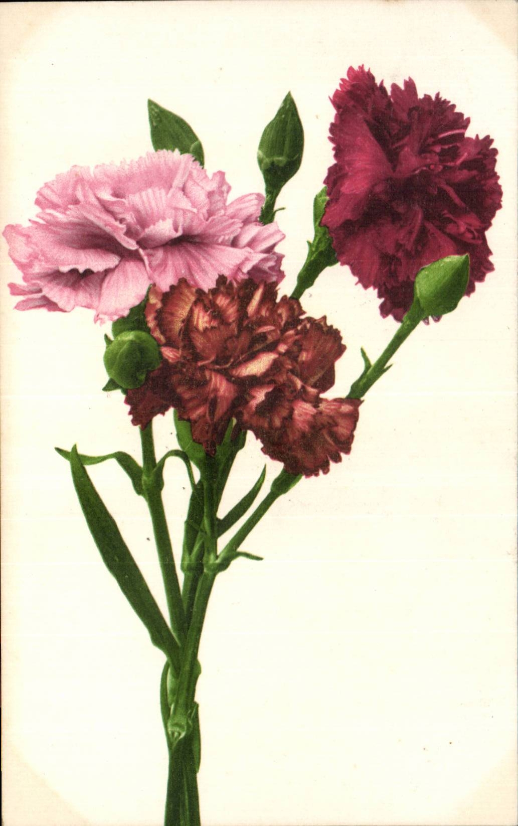 Fleurs Carnation - CPA 