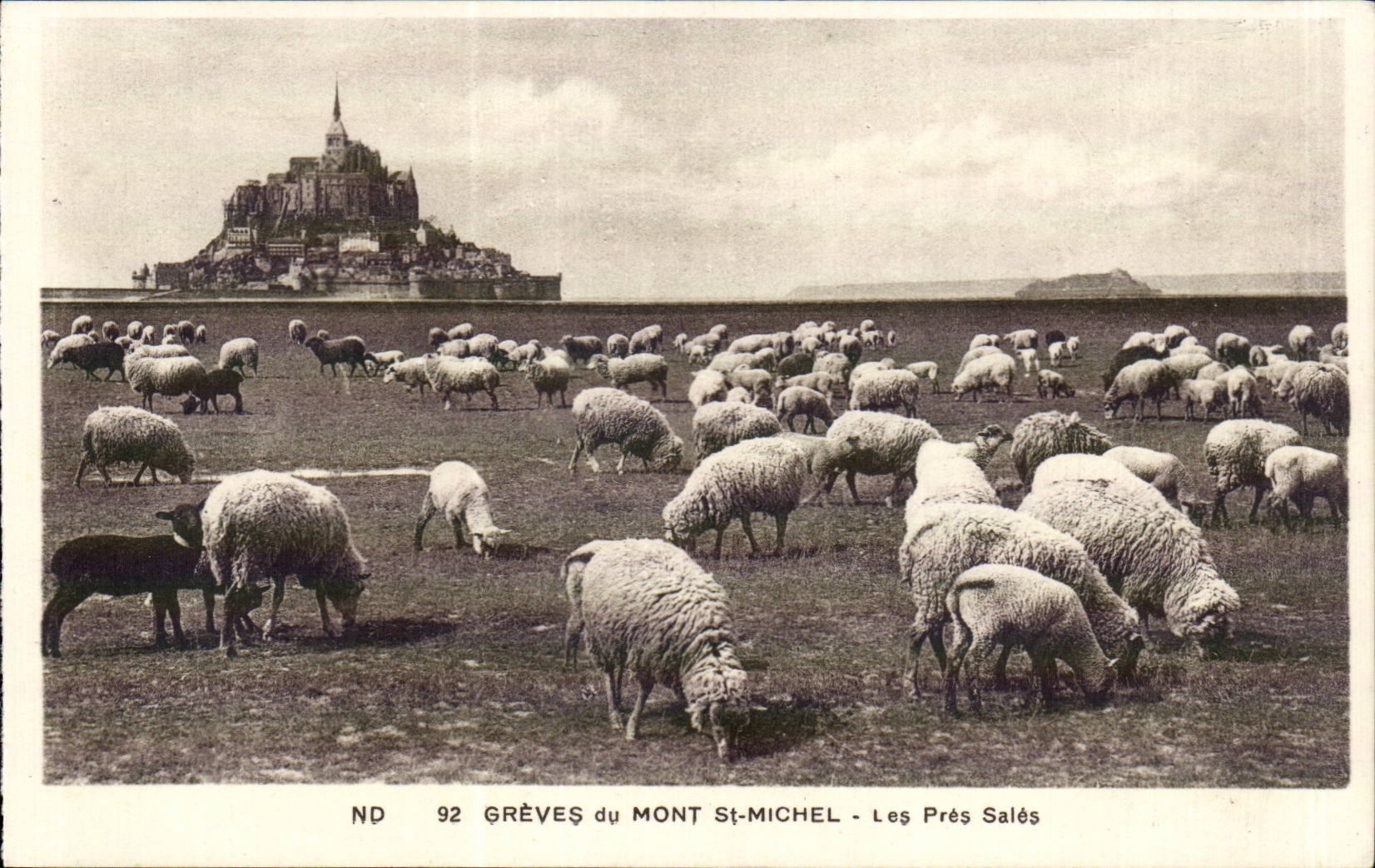 Le Mont Saint Michel - Les Pres Sales - Les Moutons - CPA 