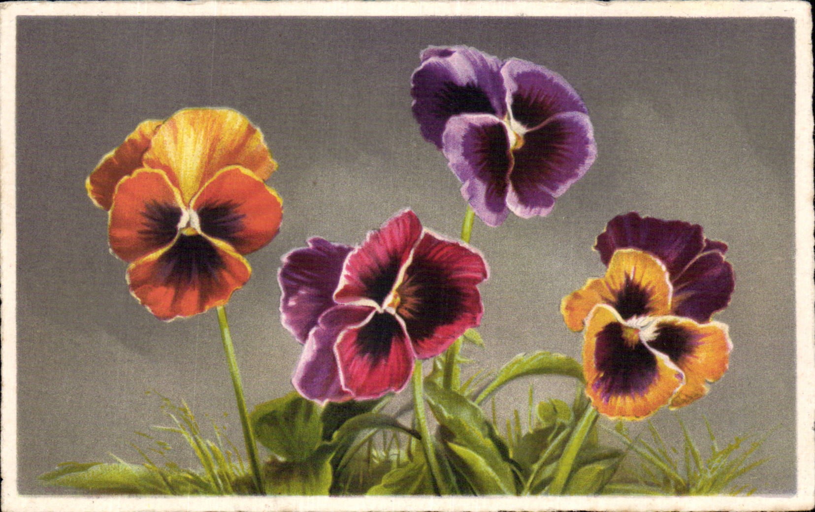 Fleurs Pensee - Pansy - CPA 