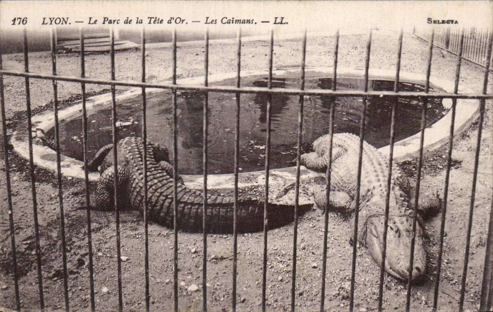 CPA Lyon Park of the head but the caimans Crocodile