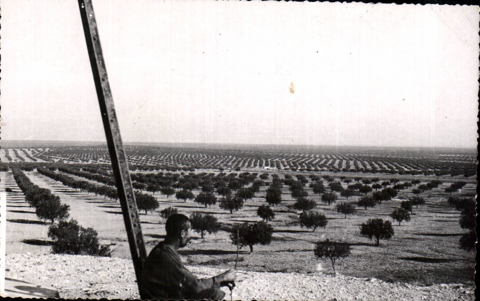 CPSM Tunisia Sfax the forest of the olive-trees