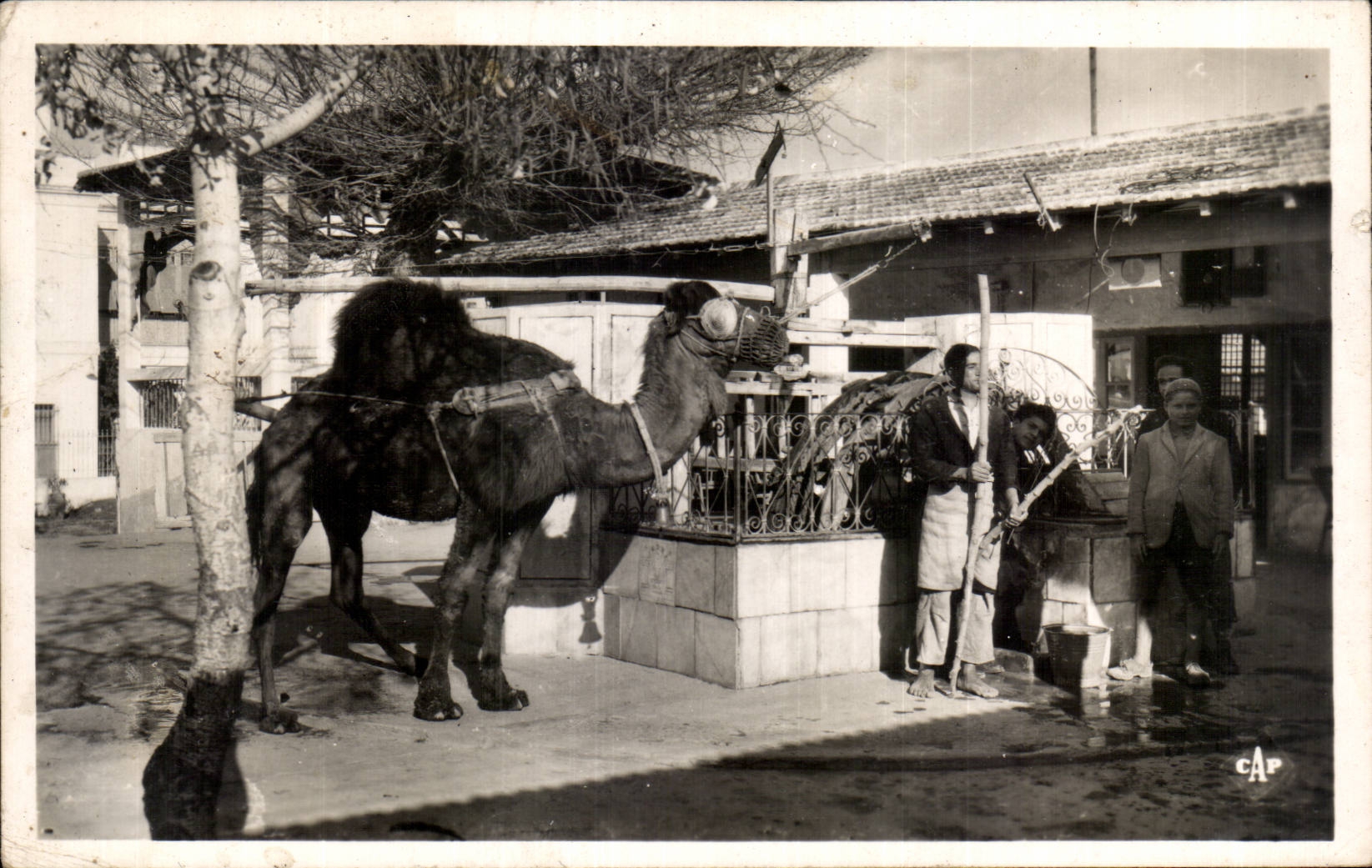 CPSM Tunisia Marsa the camel of Saf Saf