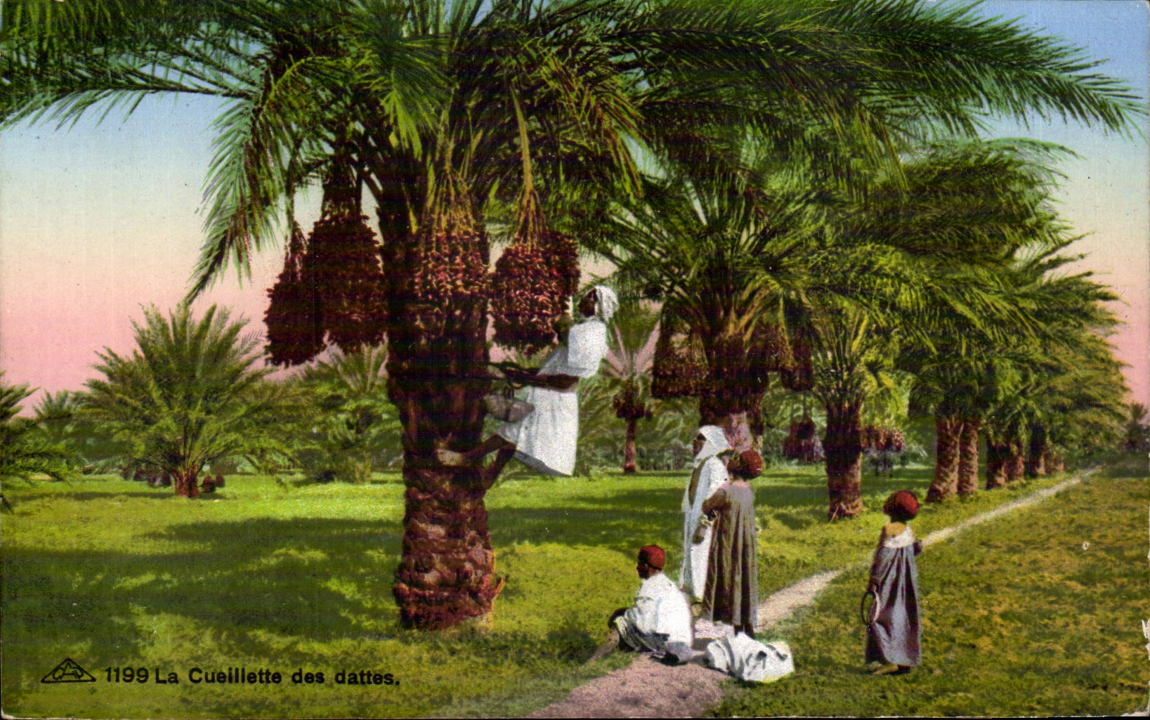 CPA Tunisia the gathering of dates