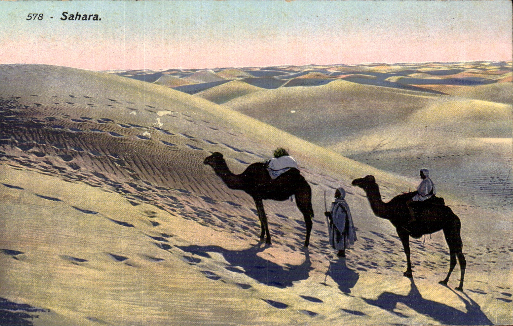 CPA Tunisie Sahara desert Chameau Camel 