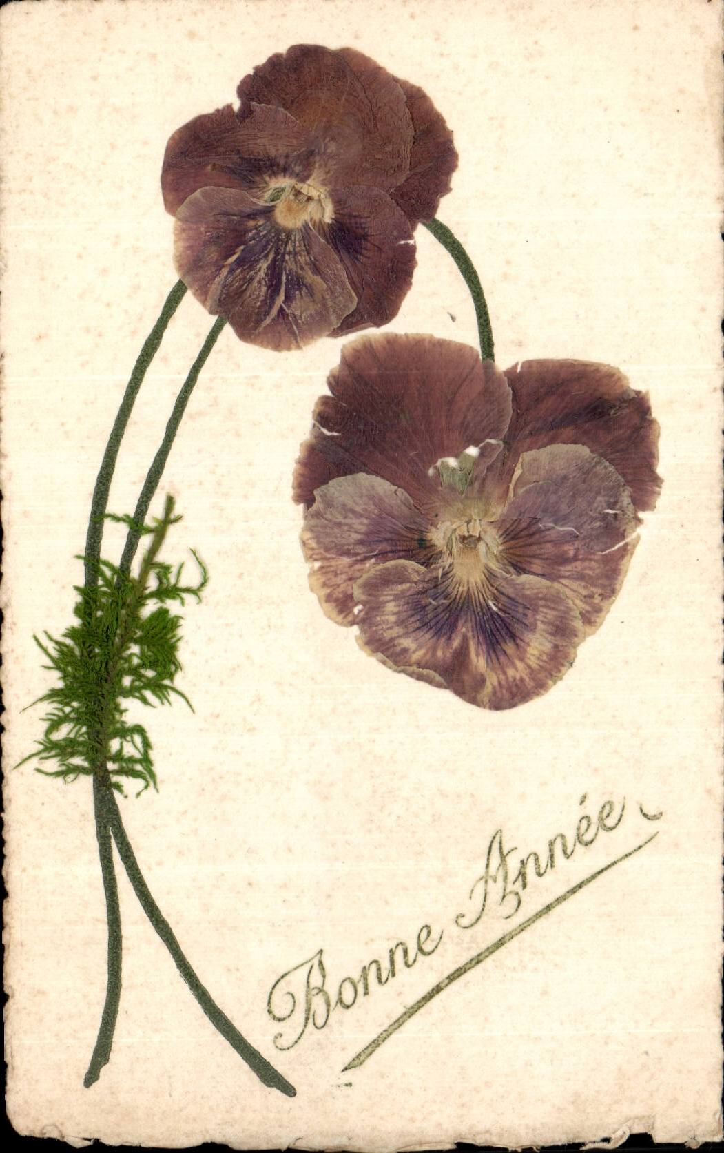 CPA Fantaisie Fleurs Bonne annee (fleurs sechees)