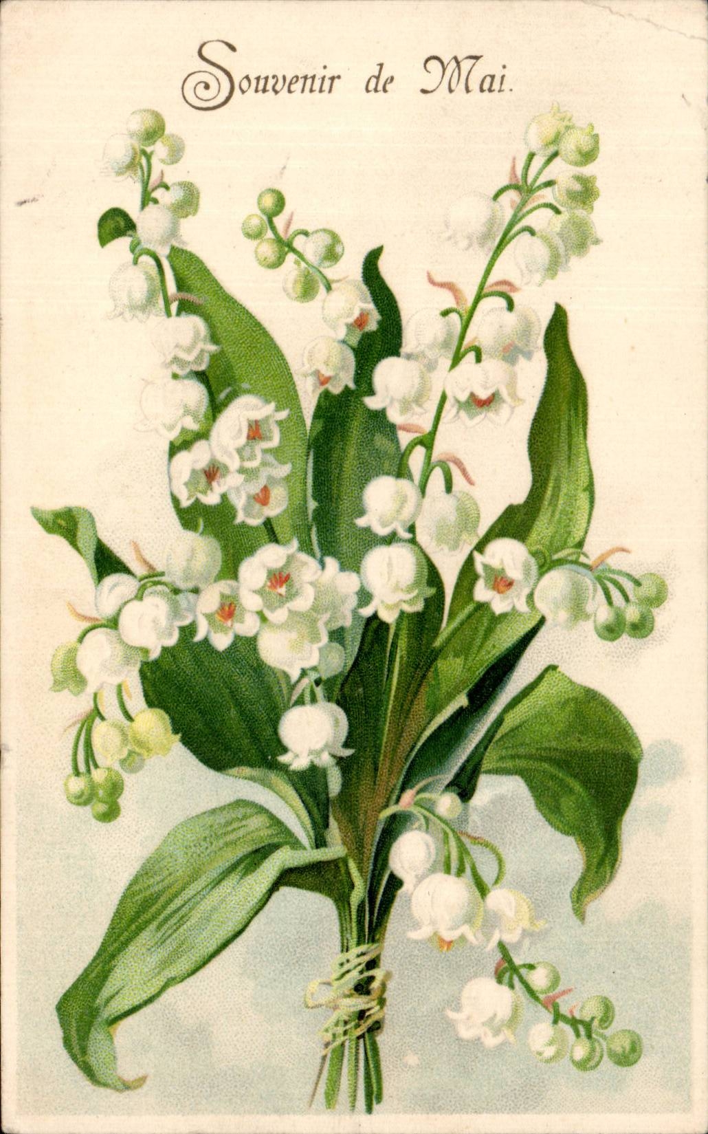 CPA Fantaisie Fleurs Muguet Porte bonheur Souvenir de Mai 