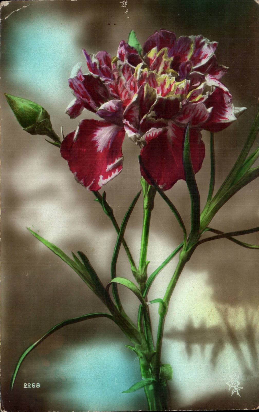 Fleur Oeillet - Carnation - CPA 