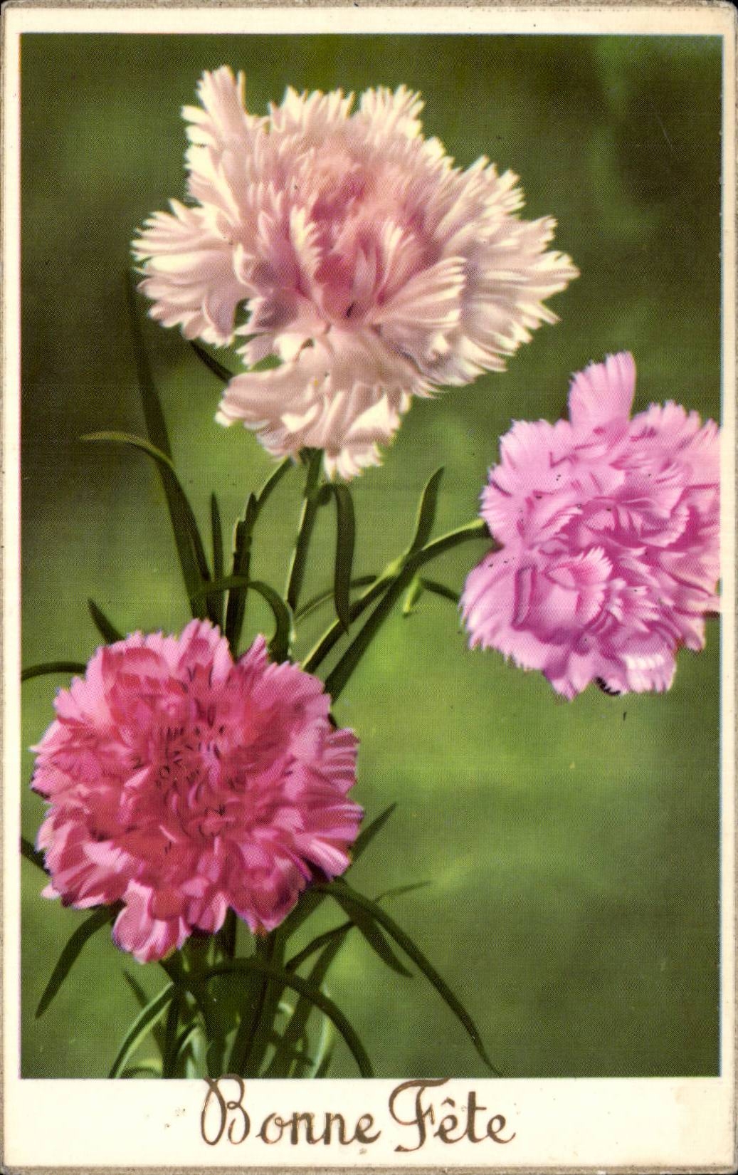 Fleur Oeillet - Bonne Fete - CPA 