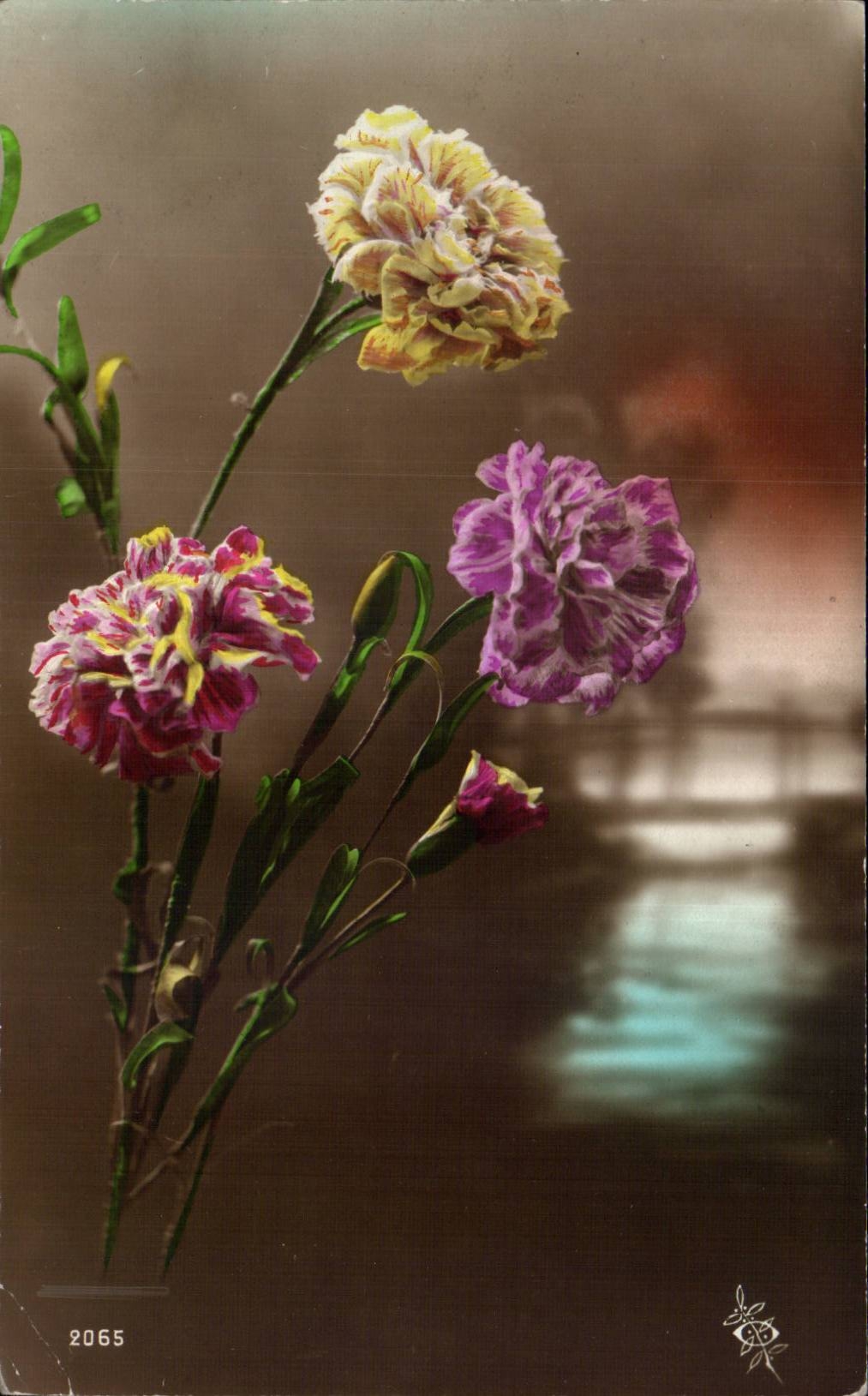 Fleur Oeillet - Carnation - CPA 