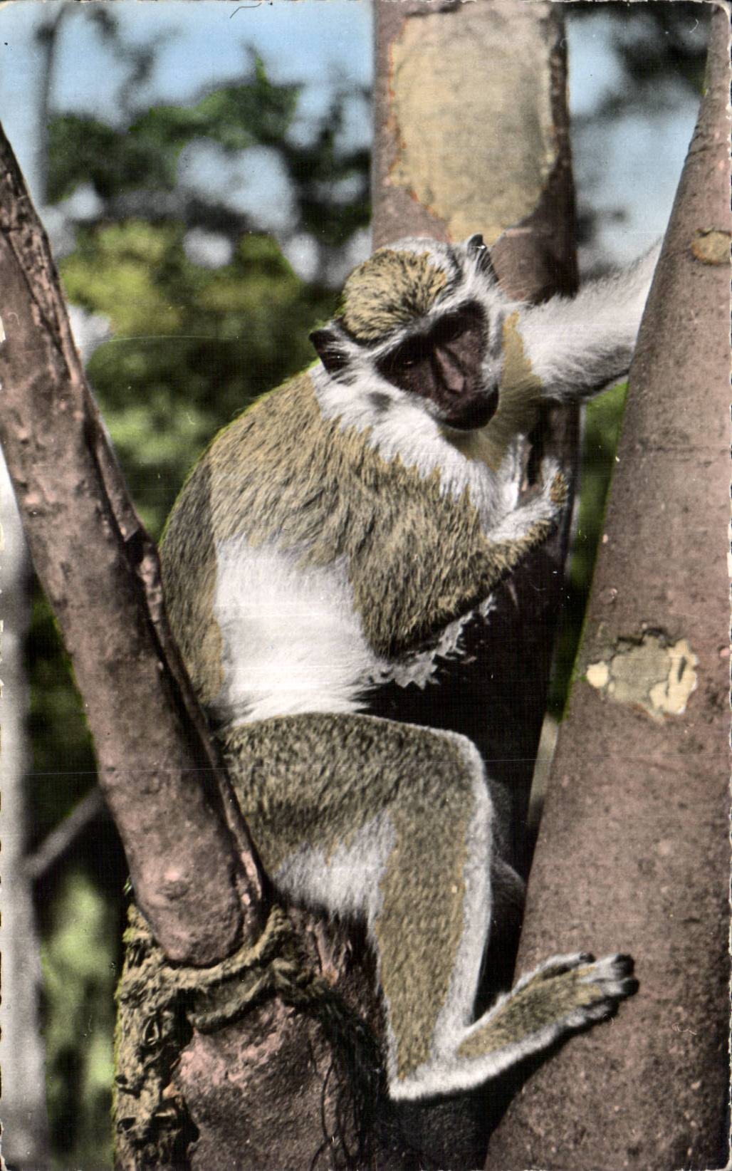 Animaux - Faune - Jeune Singe - Young Monkey - CPA