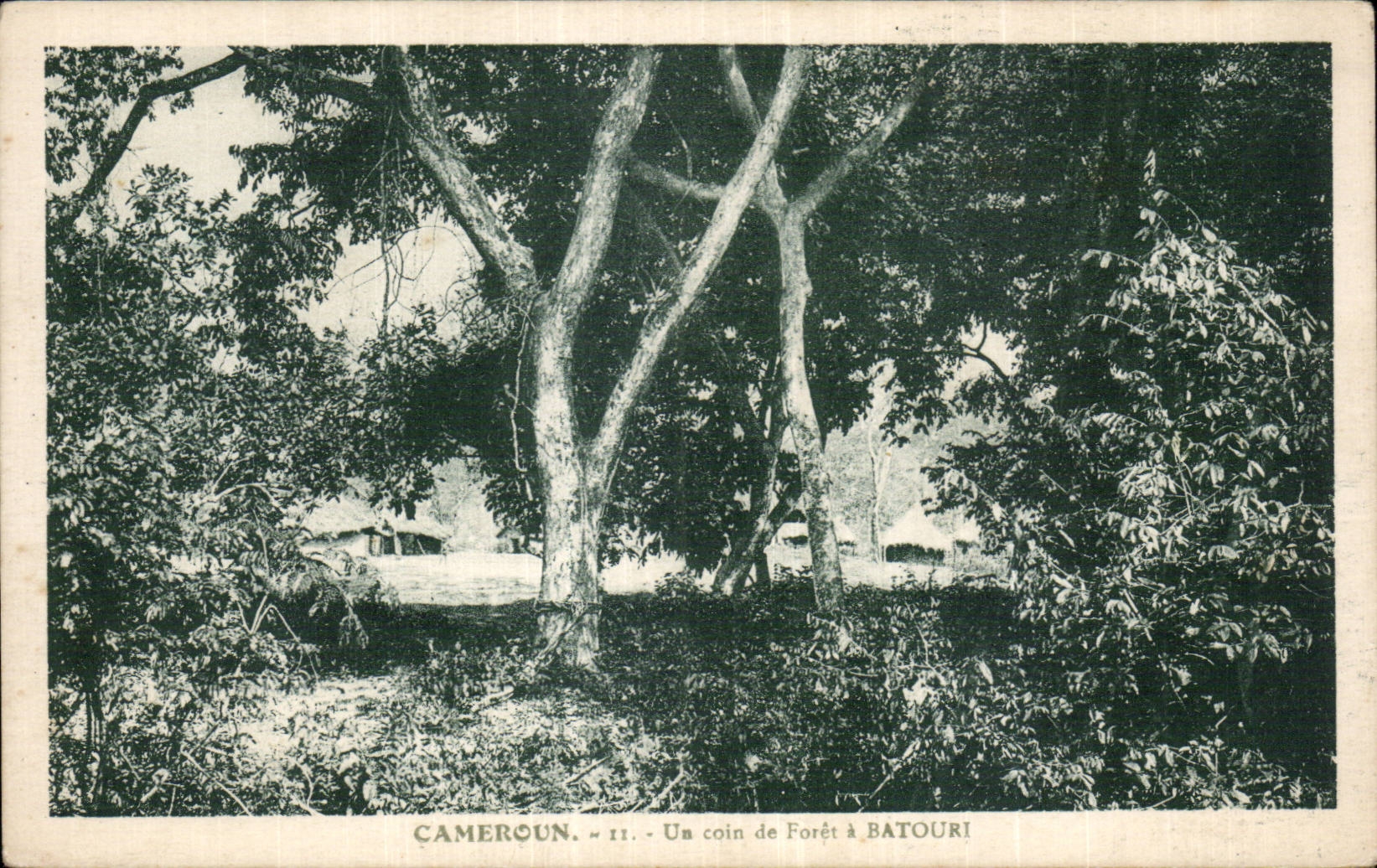 Africa - Africa - Cameroun - a corner of forest has Batouri - CPA