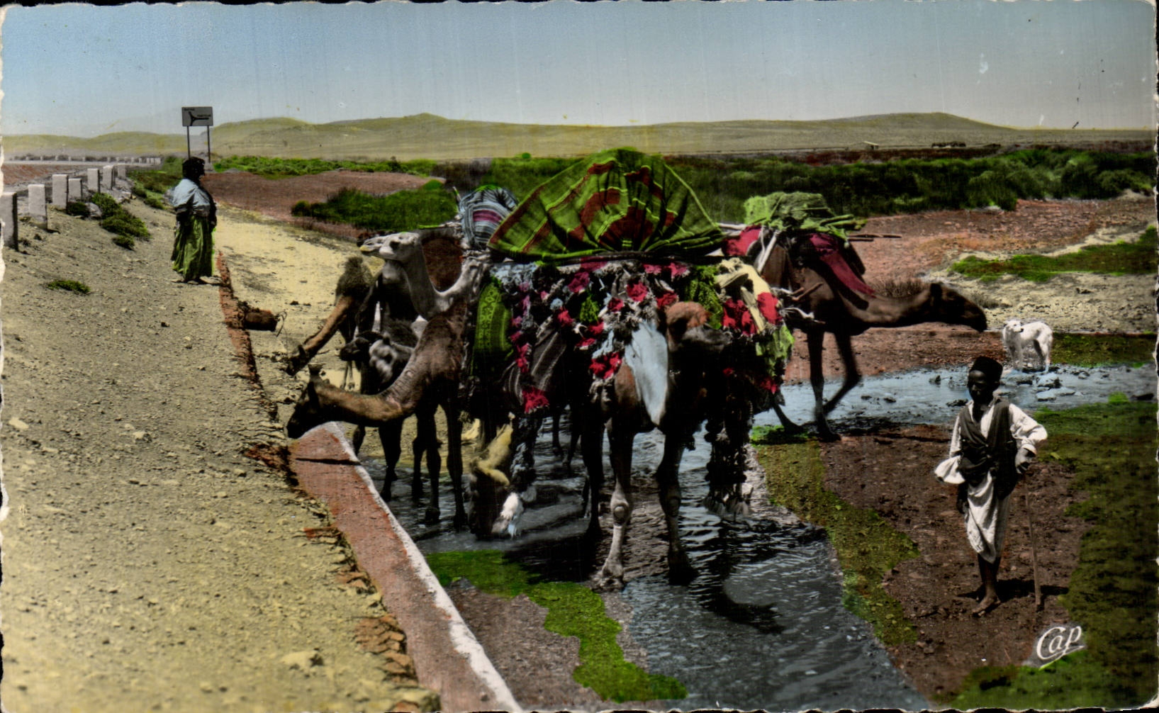 CPA Africa Scenes and standard Caravane being refreshed has a point water Chameau Camel
