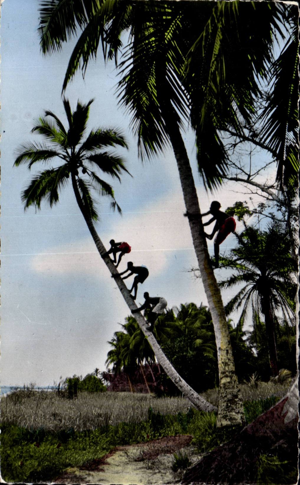 CPSM Guinea the gathering of coconuts