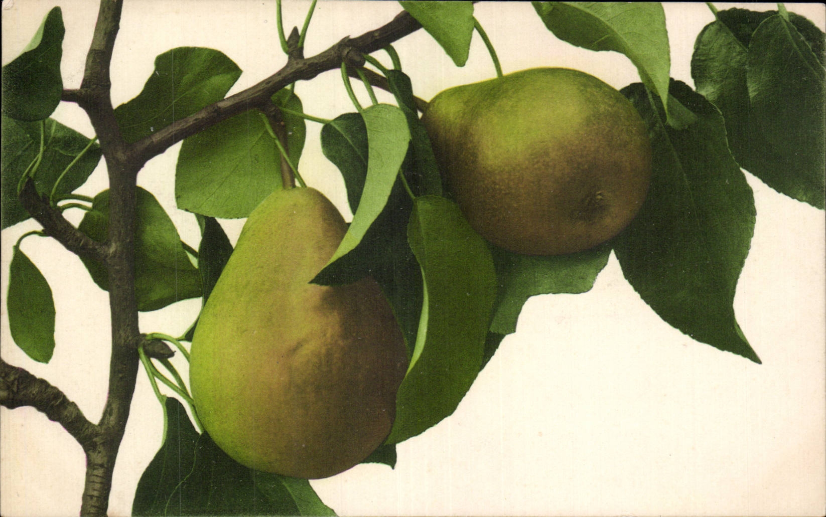 Fleurs pears - poire - birne - CPA 