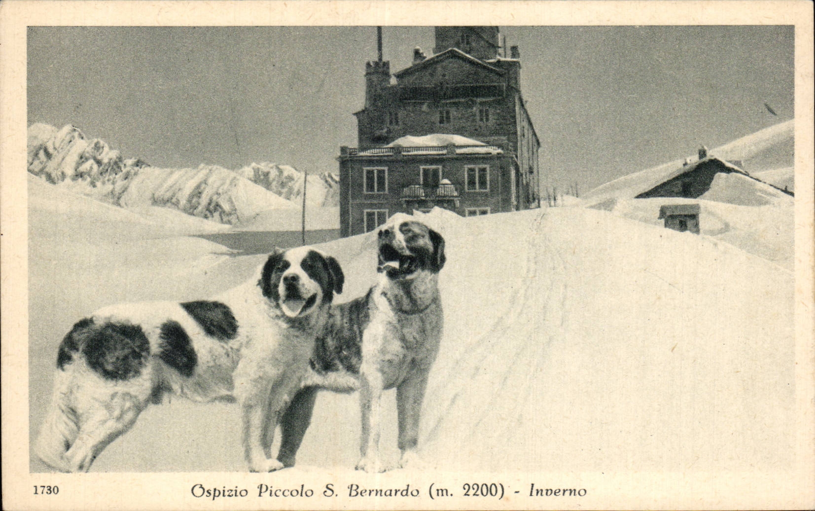 Ospizio S de flautin Bernardo - Inverno - perro - perro - CPA