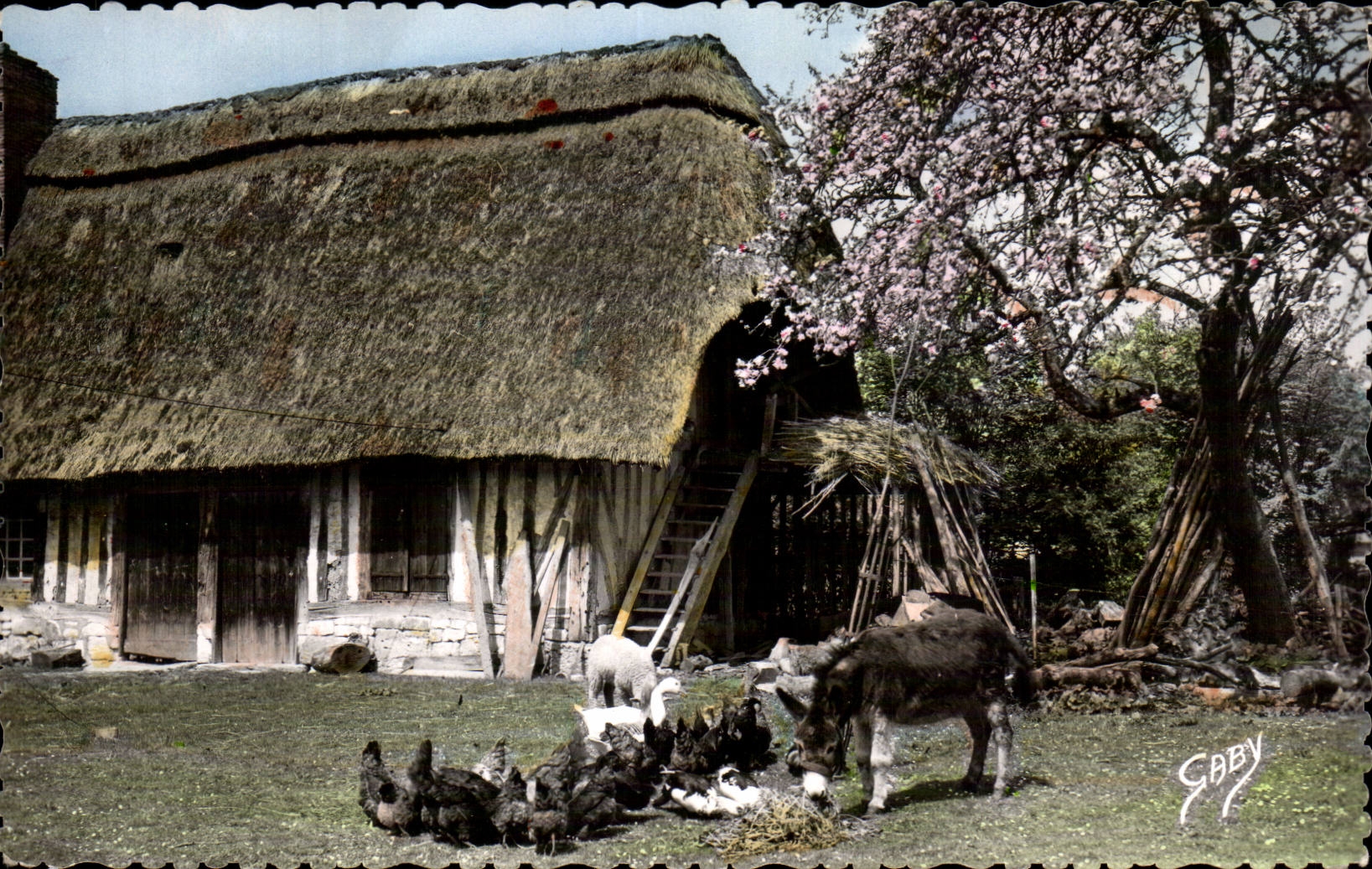 Gaby - Normandy - Soft Fraternity - ass - donkey - CPA