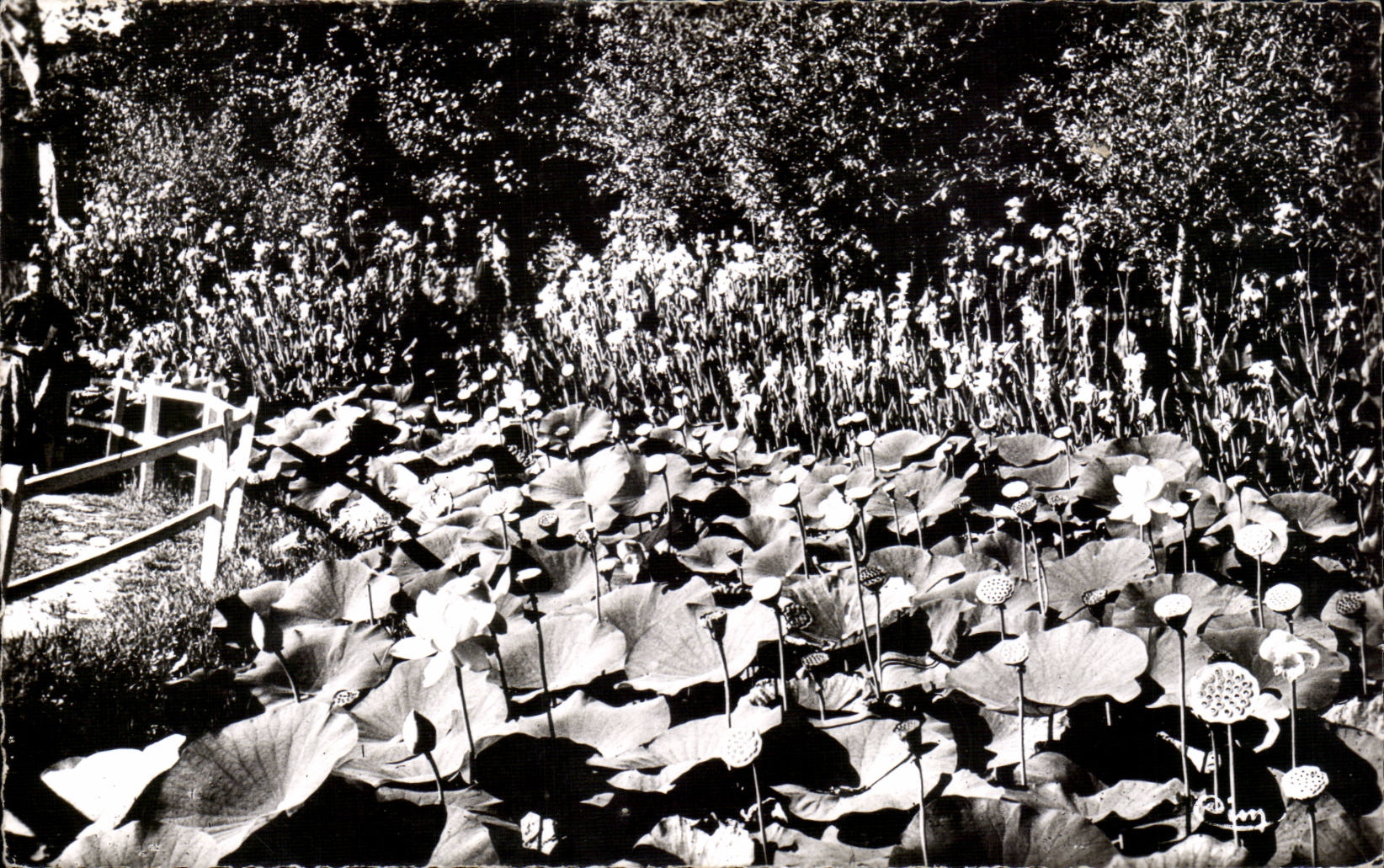 CPSM Barbotan Thermal baths lotuses