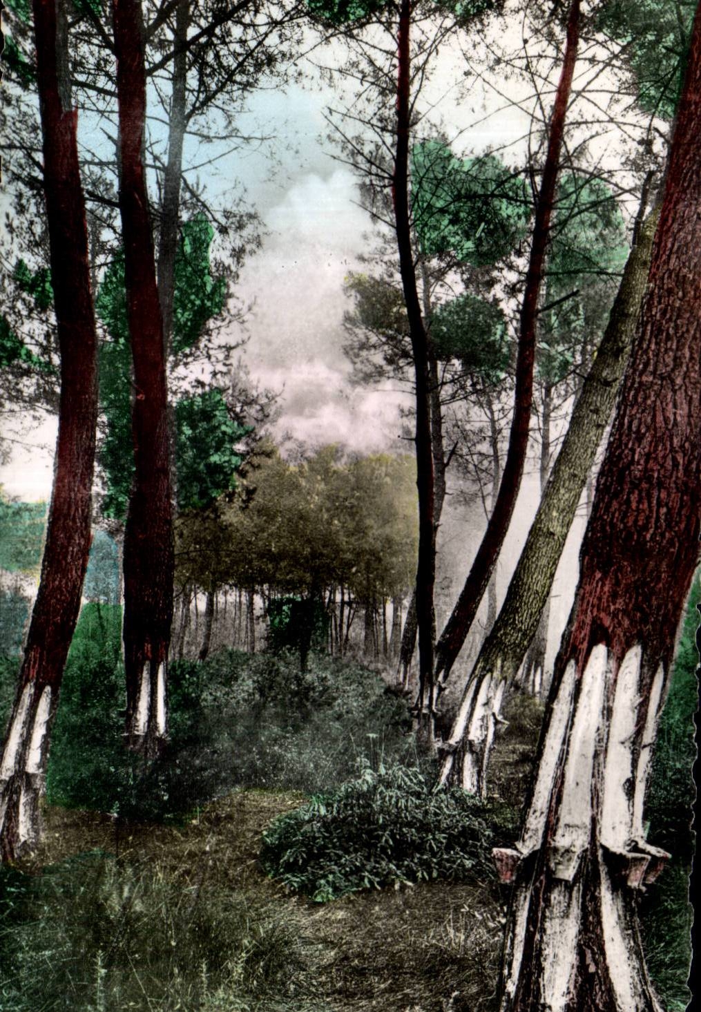 Pins Gemmes died - CPA