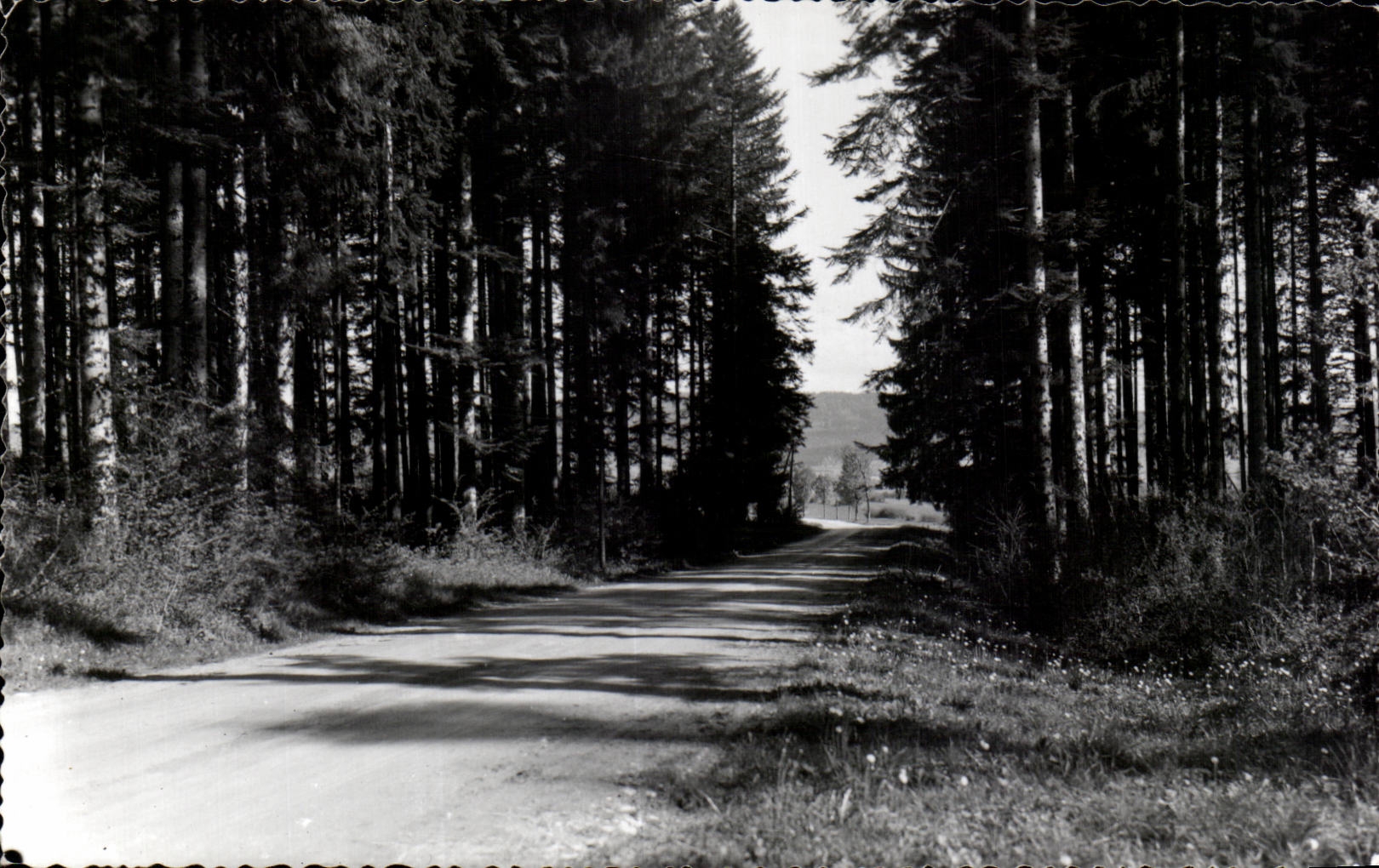 CPSM Lever And its forests