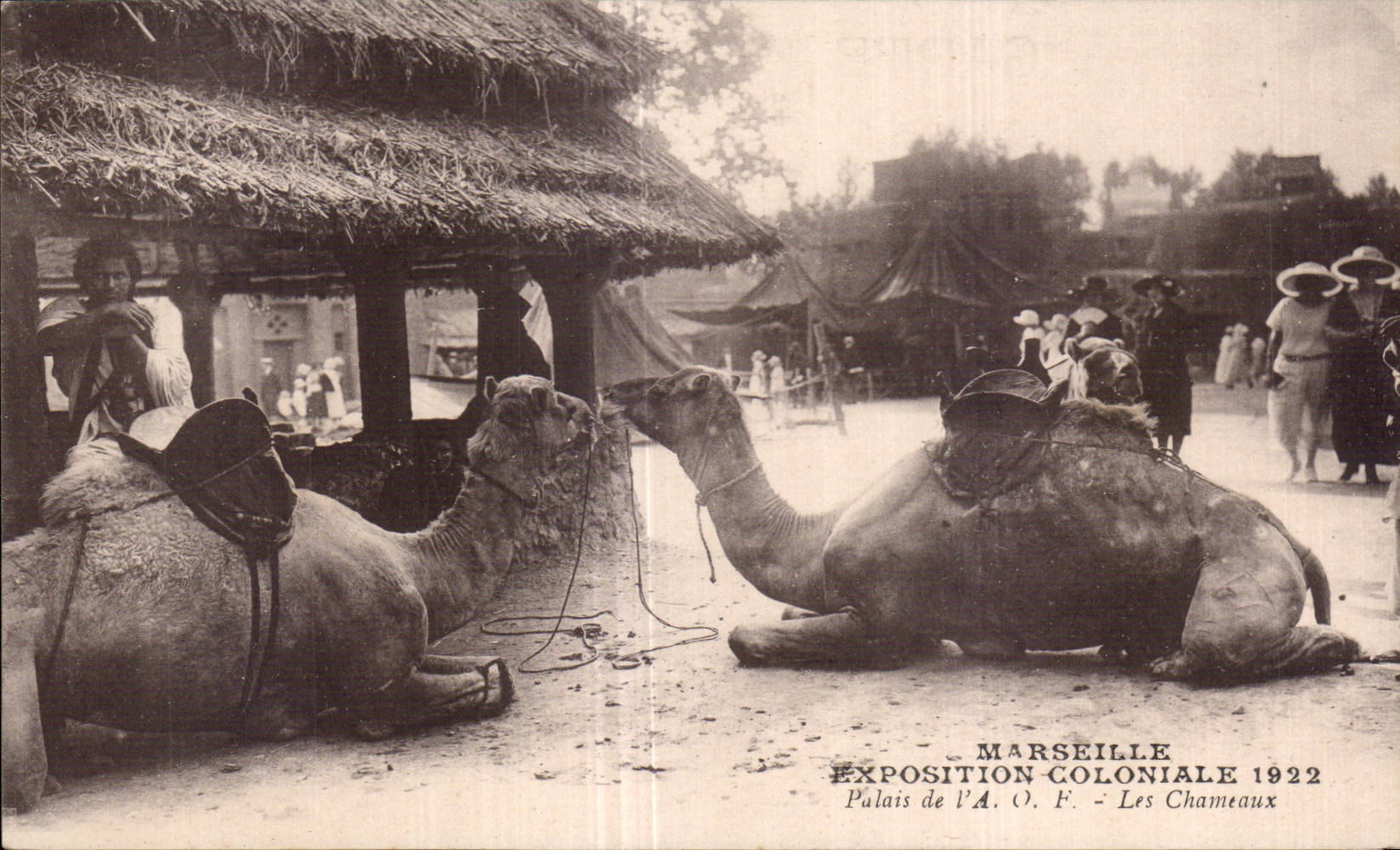 CPA Marseille Exposition coloniale 1922 Palais de l AOF Les chameaux Camel Chameau