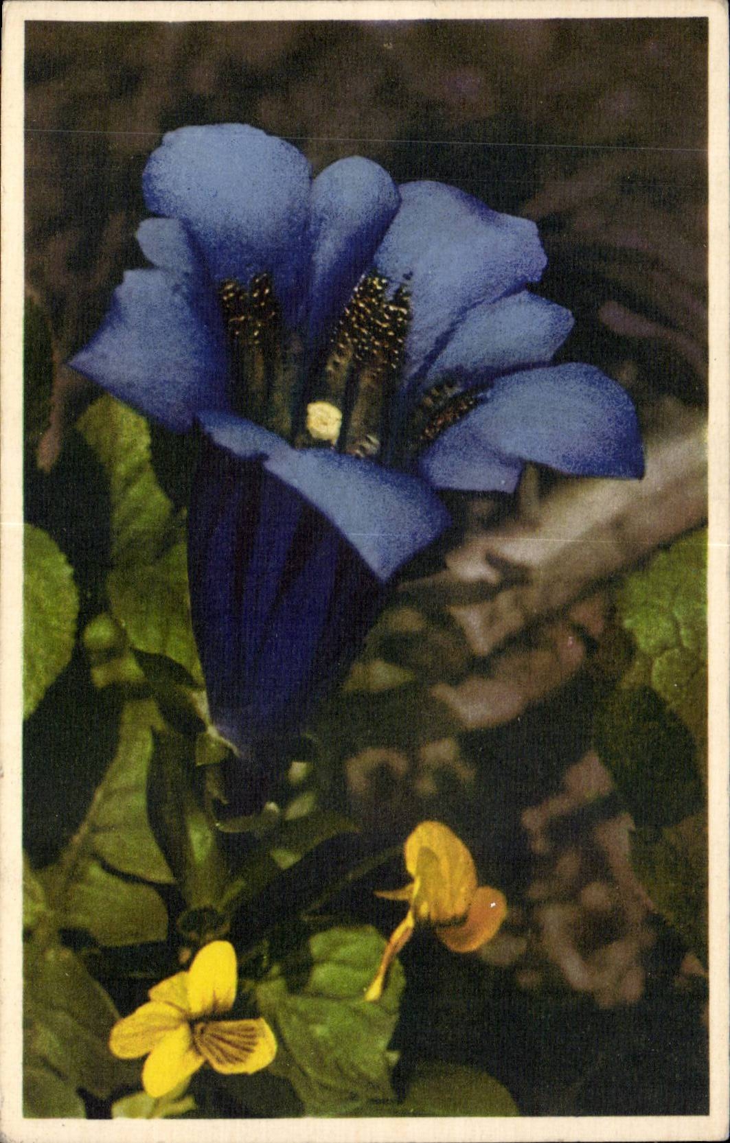CPA Fantaisie Fleurs Gentiana Kochlana