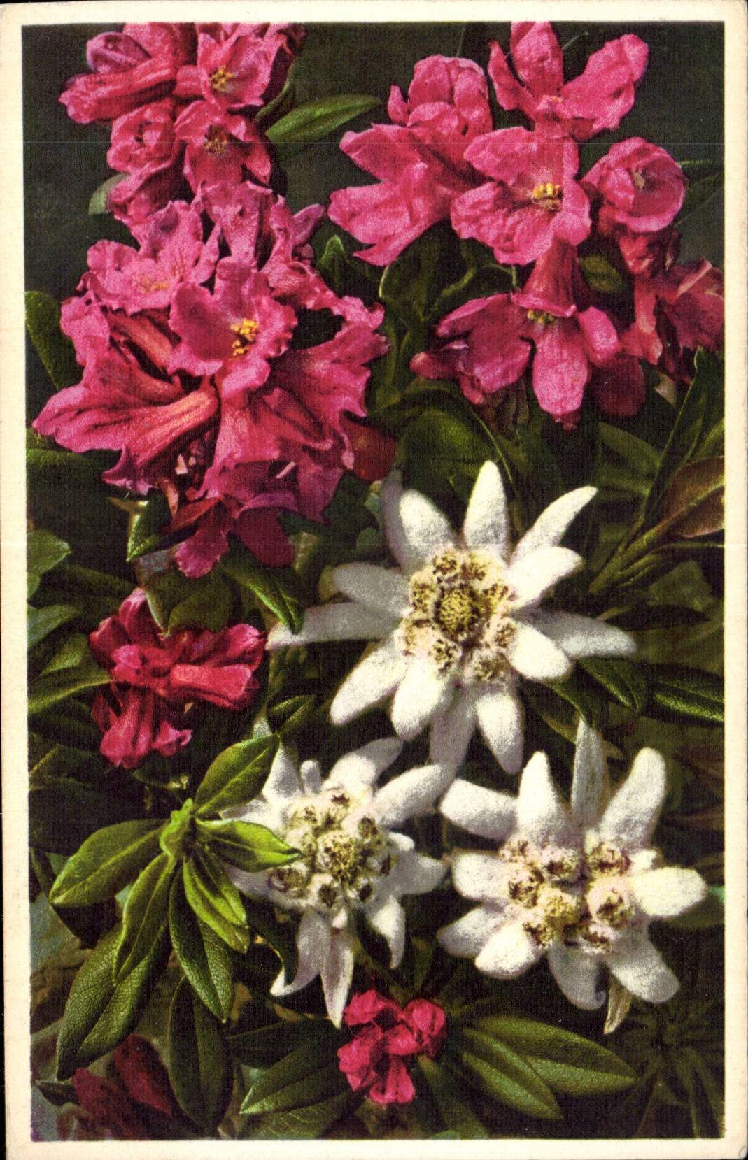 CPA Fantaisie Fleurs Rhododendron