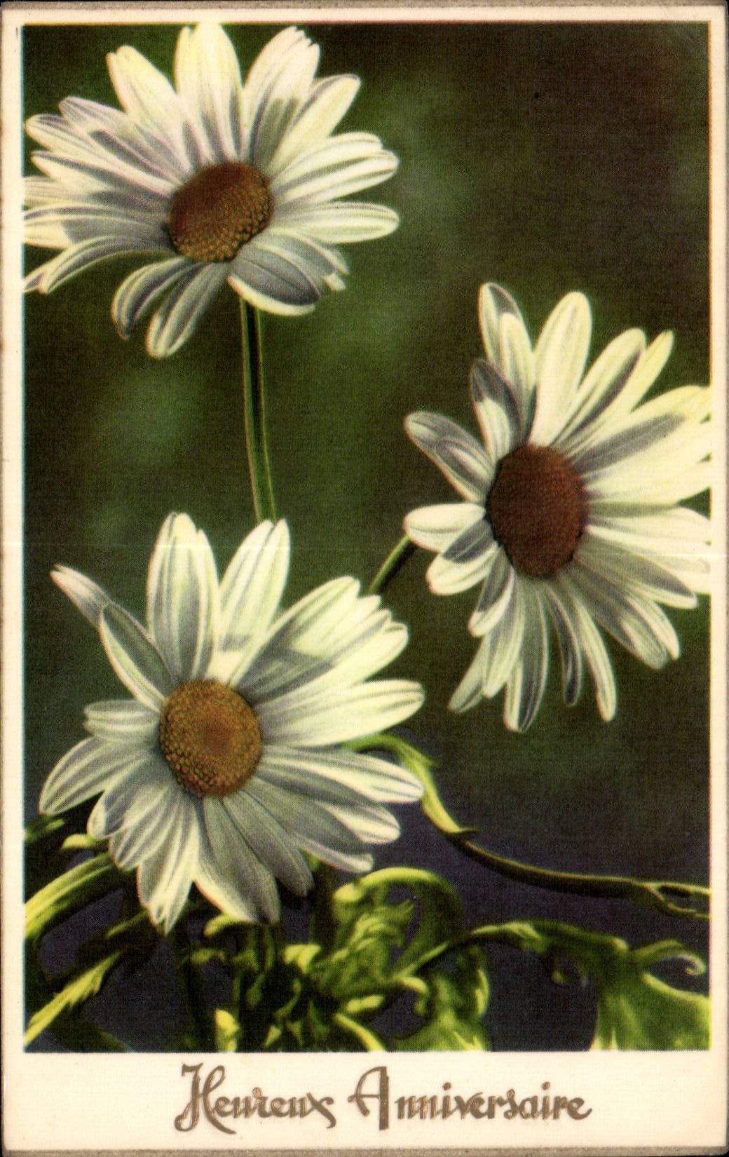 - Fleurs - Heureux Anniversaire - Happy Birthday - Daisy - CPA 